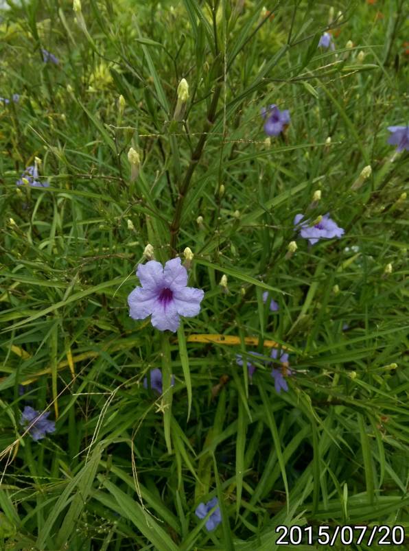 紫翠蘆莉、purple Ruellia simplex、Britton's wild petunia, Mexican petunia(碧冬茄), Mexican bluebell (墨西哥藍鈴)